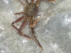 -海岛渔村大酒店(云霄路店)