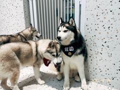 -Husky Go!哈士奇体验馆·宠物咖啡厅狗咖