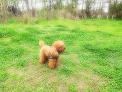 -桤木河湿地公园