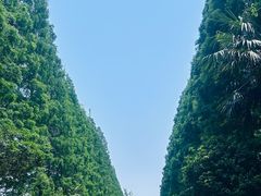 -黄海国家森林公园