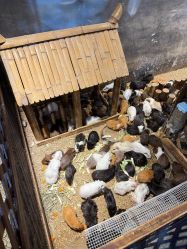 -酷嗒动物文化乐园(cutezoo西溪乐天城店)