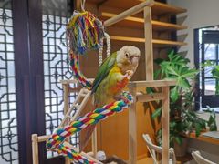 -吉丁鸟咖·异宠·寄养