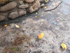 -西双版纳傣族园