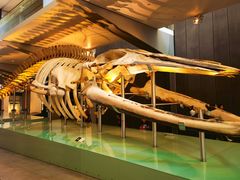 -墨尔本博物馆(Melbourne Museum)