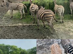 -上海野生动物园