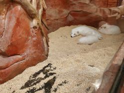 -Zoolung Zoolung动物主题公园(海信广场店)