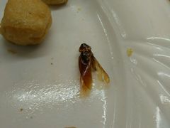 -比巴卜自助烤肉餐厅(新朝阳商业广场店)