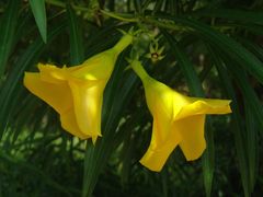-广西壮族自治区药用植物园