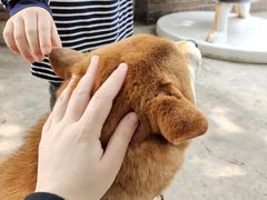 -柴犬高等学院·狗咖·柴犬售卖·宠物训练