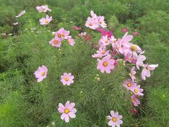 -天津东丽湖风景区