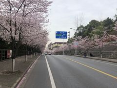 -高东镇樱花园