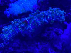 -上和臻品中国菜(花园街店)