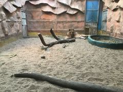 -清迈夜间动物园