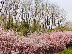 -洛阳市隋唐城遗址植物园