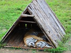 -横道河子东北虎林园