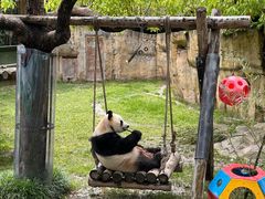 -上海野生动物园