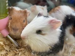 -青石桥花鸟鱼虫市场(叠翠城店)