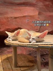 -Zoolung Zoolung动物主题公园(海信广场店)