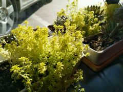 -咱家大院海鲜家常菜