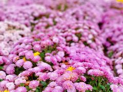 -陕西省西安植物园