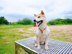 -良成狗狗乐园