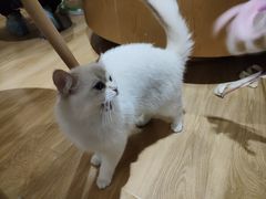 -滚猫咖啡·猫咖·猫友好撸猫(未来城店)