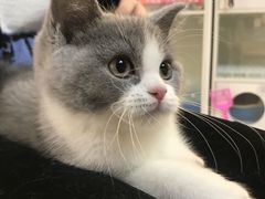 -lincat·猫舍(广州店)