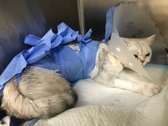 -美联众合动物医院·24h京西诊疗中心