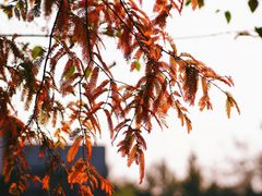 -白鹭湾湿地公园