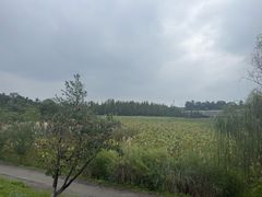 -白鹭湾湿地公园