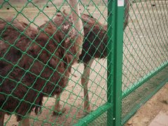 -新疆天山野生动物园