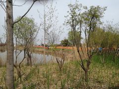 -泗洪洪泽湖湿地景区