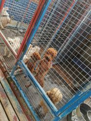 -萌宠亲子动物乐园(槐房万达店)