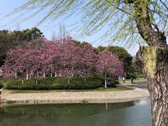 -昆山城市公园