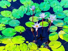 -国家植物园南园