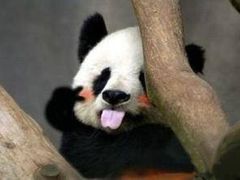 -舜玉老孙家鲜炒大盘鸡(土屋路店)