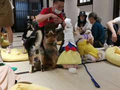 -逗柴咖啡屋·狗咖猫咖宠物桌游