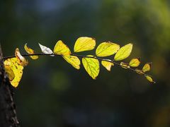 -东方体育中心(地铁站)
