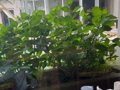 -江户前日本料理(瑞诗酒店店)