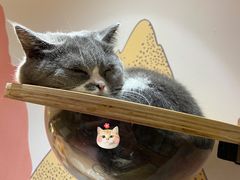 -滚猫咖啡·猫咖·猫友好撸猫(未来城店)