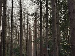 -东平国家森林公园
