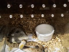 -酷以爬仙阁实体爬宠店·守宫·蜥蜴·专业繁育