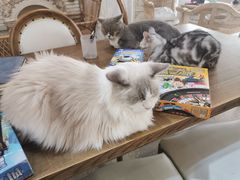 -共舞时光猫咖·狗咖(新街口店)