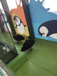 -七巧国萌宠乐园(龙湖天街店)