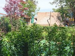 -苏记溪河鲢鱼庄(天府新区店)