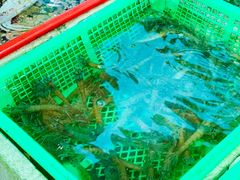 明虾-外伶仃岛海鲜市场