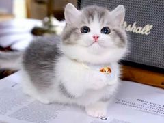 -欣宠猫屋·矮脚拿破仑·蓝金金渐层