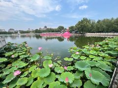 -莲花池公园