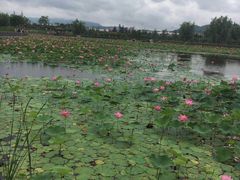 -羊亭河湿地公园