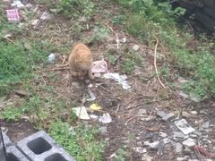 吃饭地方后院的猫-苗人谷